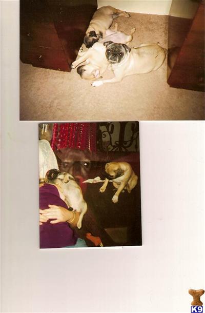 Puppies in Wichita